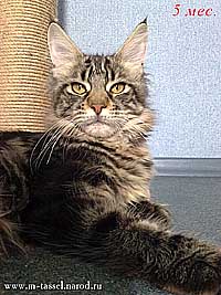 Tassel Magic Maine-coon Cattery