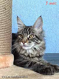 Tassel Magic Maine-coon Cattery